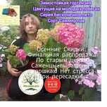 Бесконечное лето Зимостойкая, ремонтантная гортензия крупнолистная  4