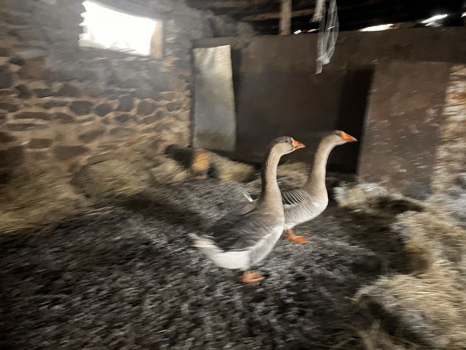 Продам Гусаков крупная серая