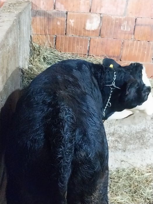 Vând tauras și vitea 5luni