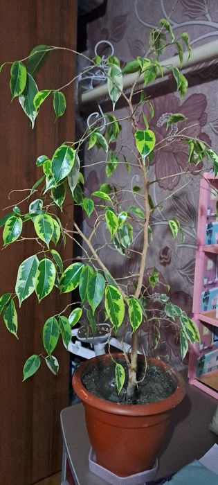 Фикус бенджамина