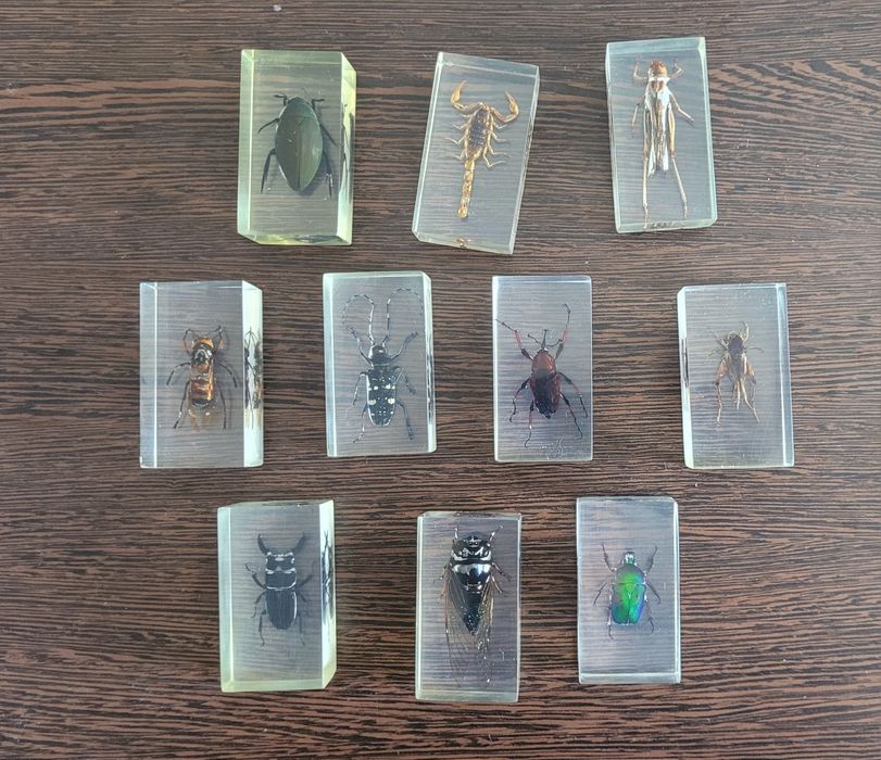 Insecte (reale) in rasina colectia DeAgostini