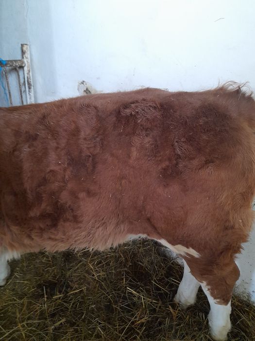 Vitea baltata intarcata