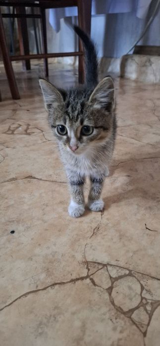 Дарю красивых котят