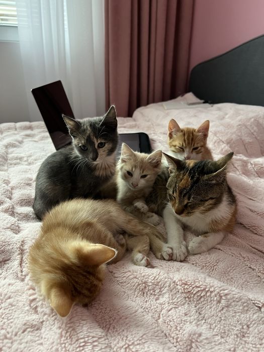 Котенца си търсят дом