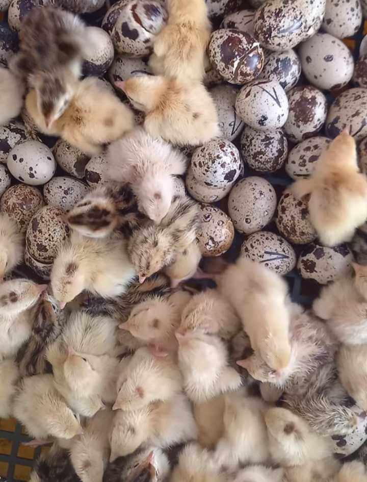 Ouă și pui de prepelițe