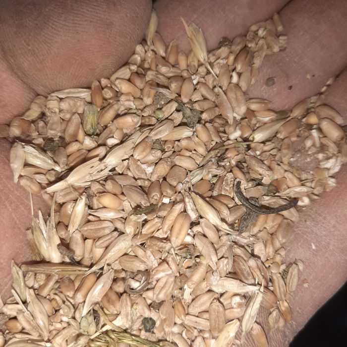 Отходы пшеничные.