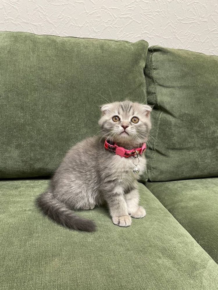 Котята скотиш фолд и скотиш страйт