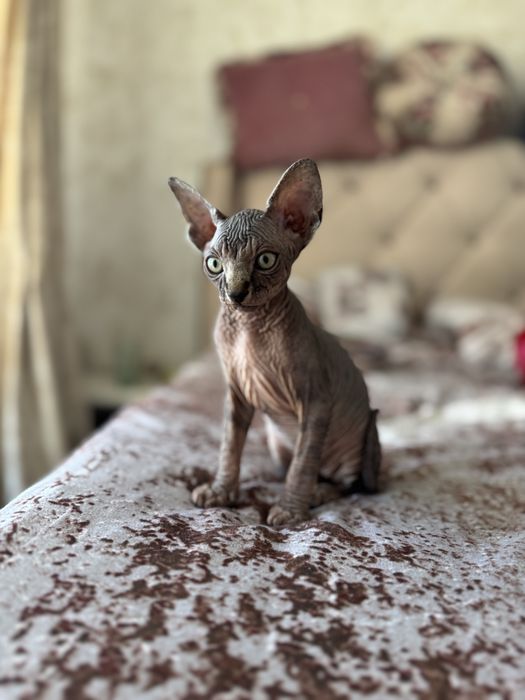 Mascul sfinx de vanzare