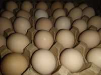 Инкубационные яйца кур породы Адлерские серебристые
