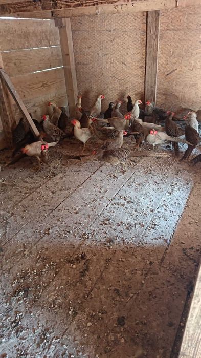 Fazani aurii pe galben