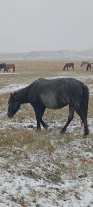 Осы 2 байтал сатылады