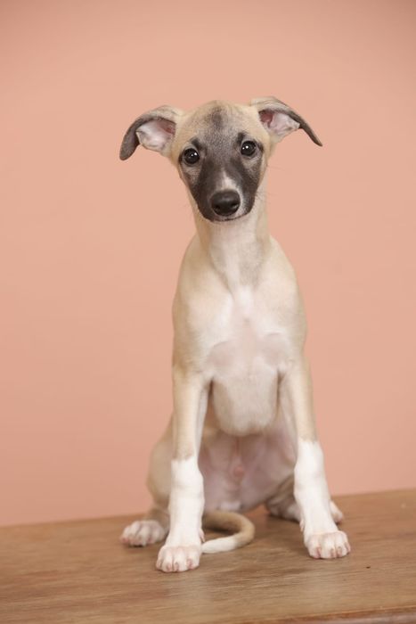 Catel whippet de vanzare