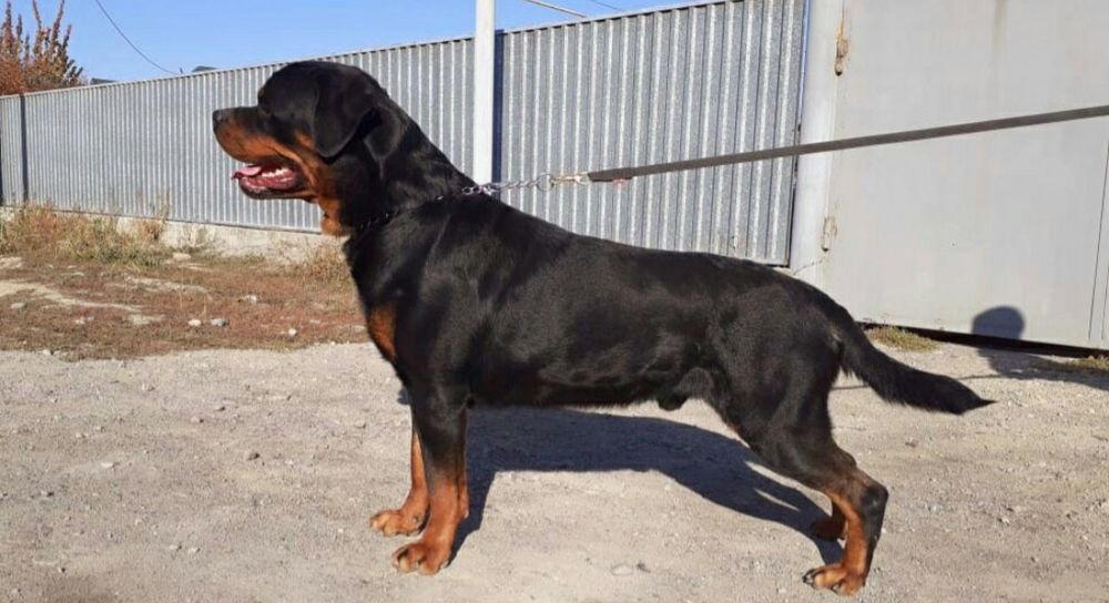 Доступен для вязок кобель ротвейлера