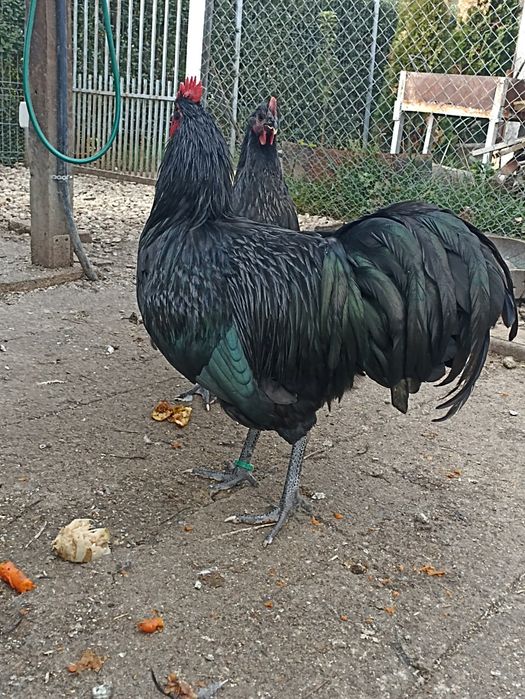 Vand  cocosi australorp