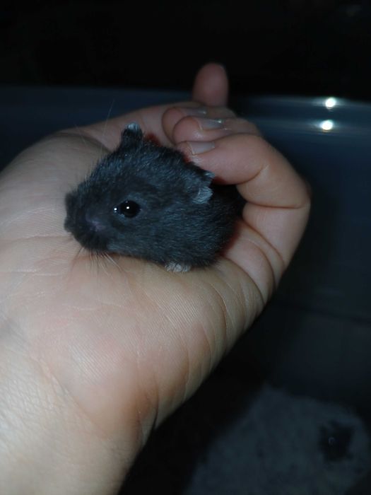 Hamsteri de vanzare.