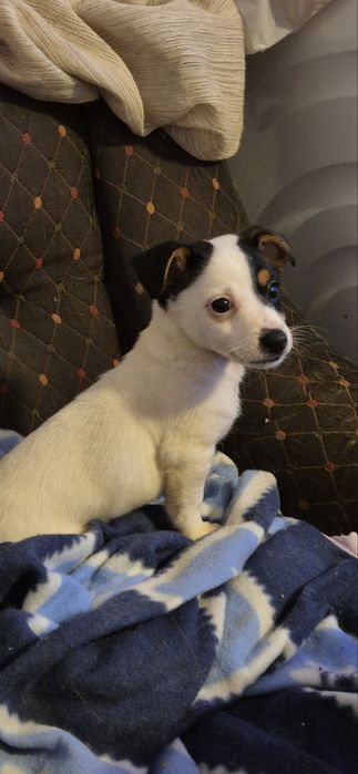 Кученца Джак Ръсел и Пинчери на два месеца