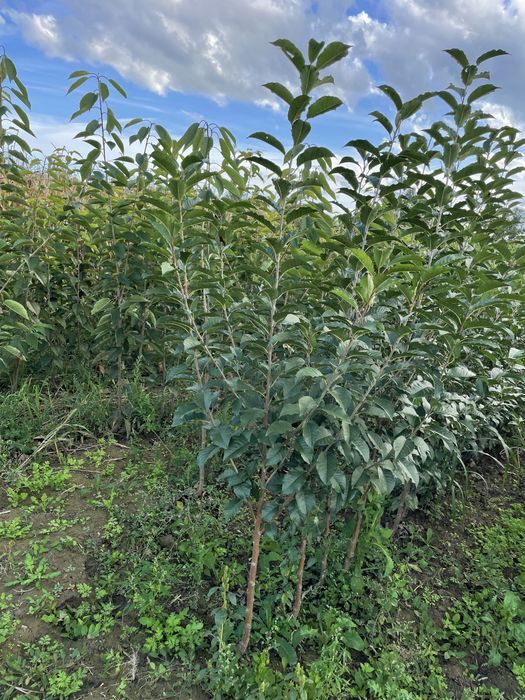 Pomi fructiferi altoiti cat I