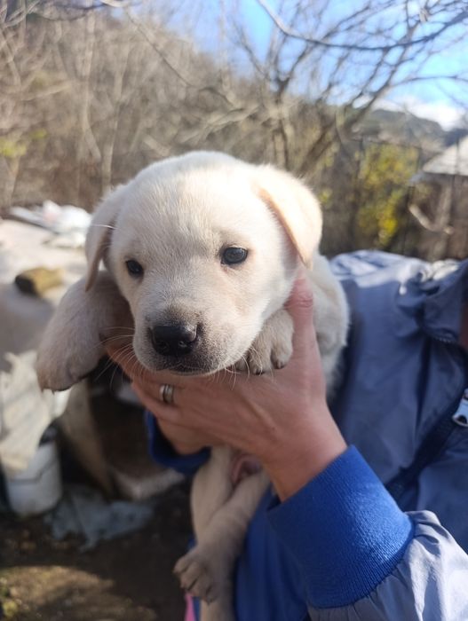 Подарявам 4 кученца