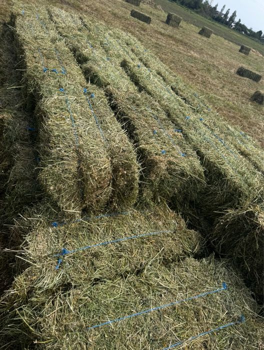 Lucerna productie 2025