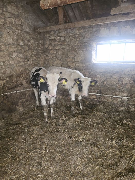 Taurași de vânzare