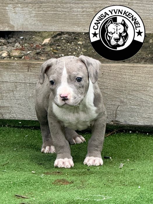 Mascul amstaff blue merle