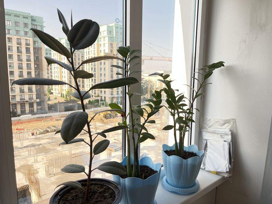 Комнатные растения