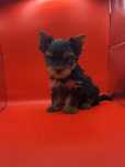Yorkshire terrier baietel