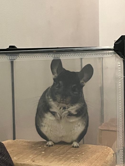 Cuplu de chinchilla/ sinsila/ cincila