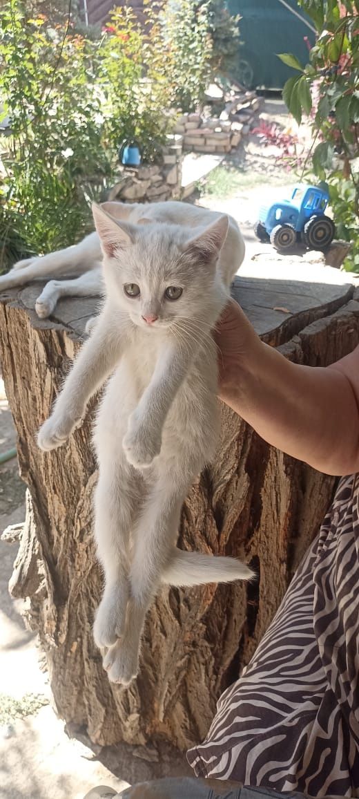 Красивые белые котята