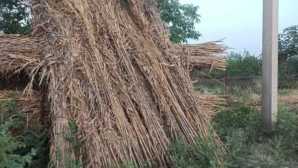 камиш бог сотилади