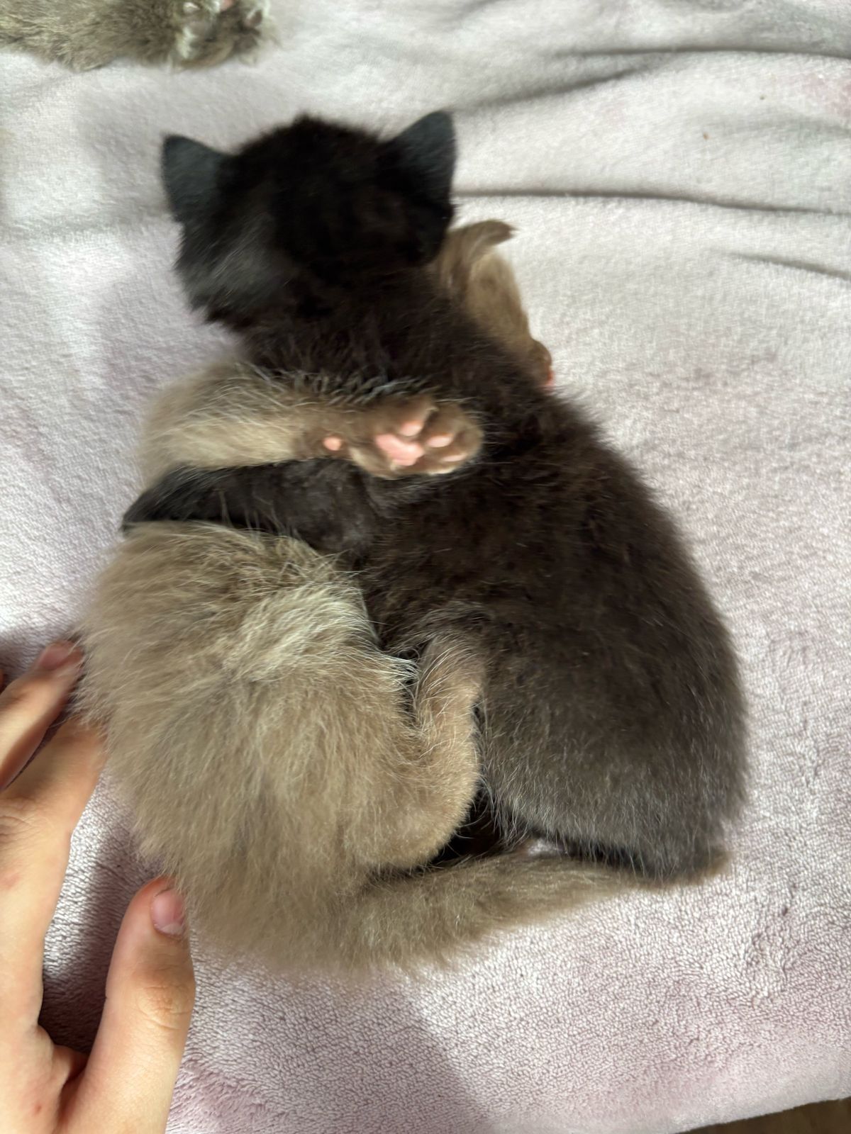 Котята ищут дом, отдадим в добрые руки