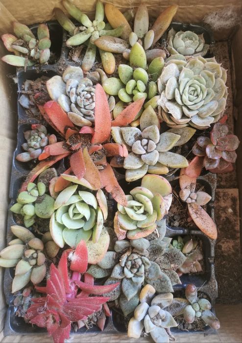 Суккуленты. Домашние цветы. Комнатные растения