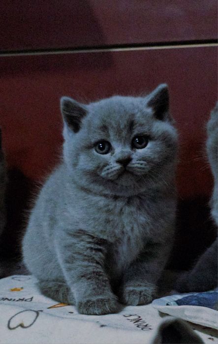 British Shorthair mascul din felisa
