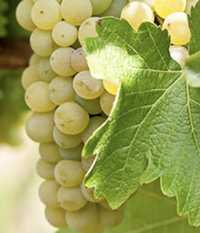 Struguri de vin Feteasca Regala si Sauvignon Blanc de Dragasani