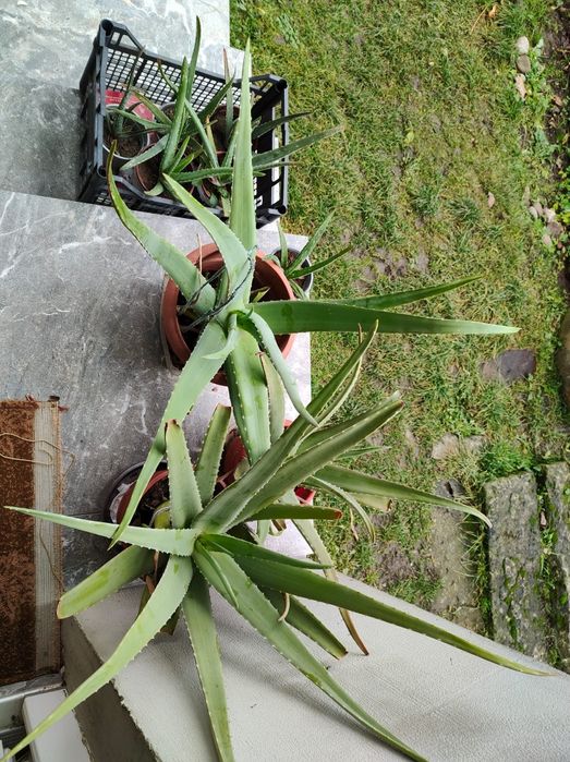 Aloe Vera Barbadensis