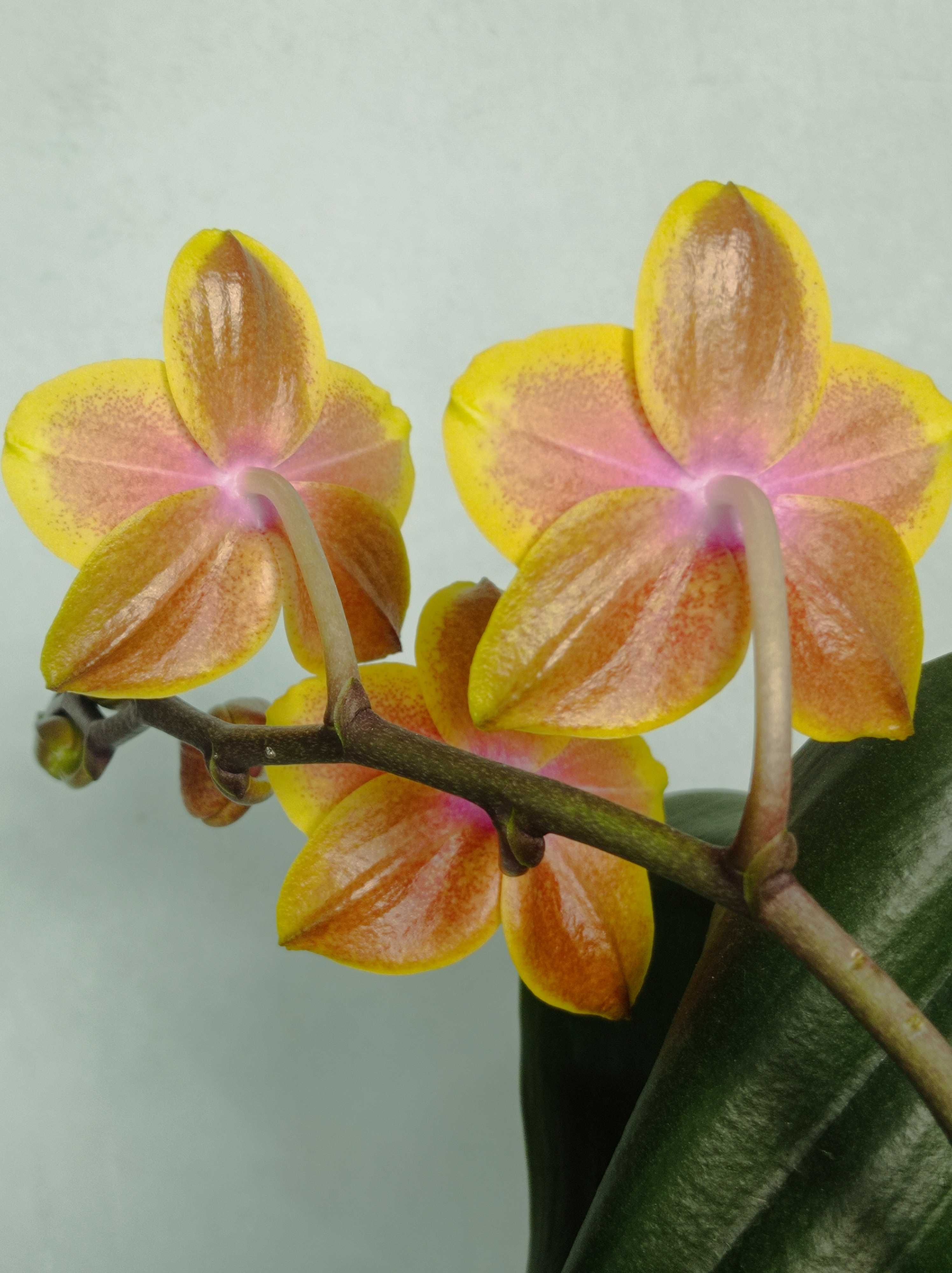 Орхидея в домашнем цветении.