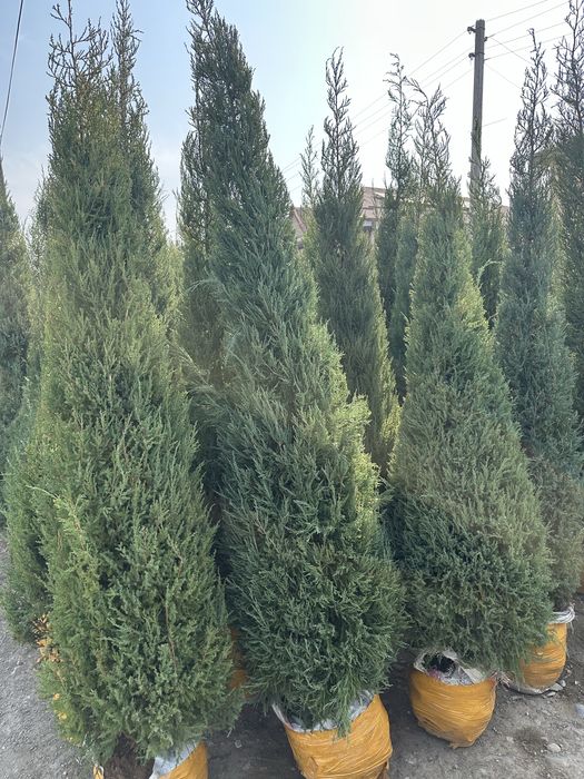 Xar xil turdagi archalar va gullar sotiladi