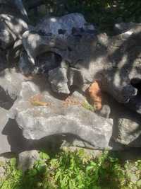 Vand piatra alpineum