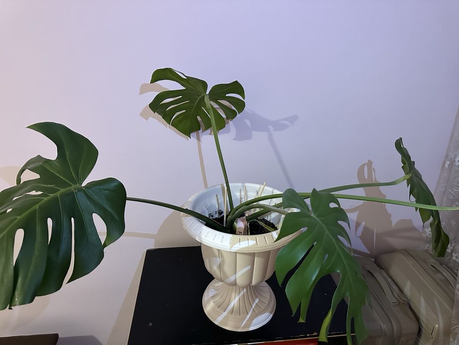 Монстера делициоза комнатное растение