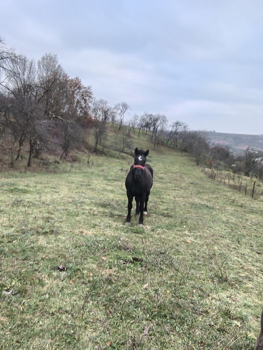 Vând mânză de 3 ani învățată la caruta
