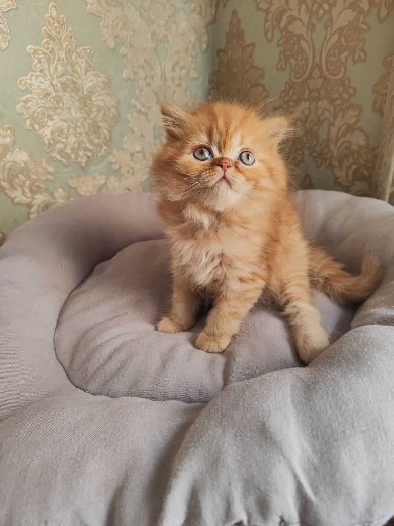 Продаются котята