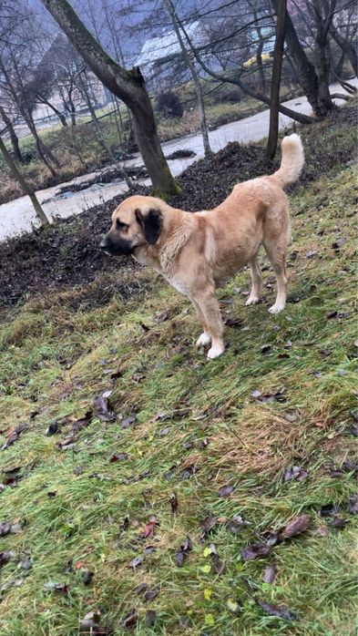 Caine de oi tanar 1 an si 6 luni perfect pentru turna, mascul vanzare