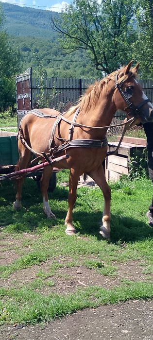 Mânză faina de vanzare