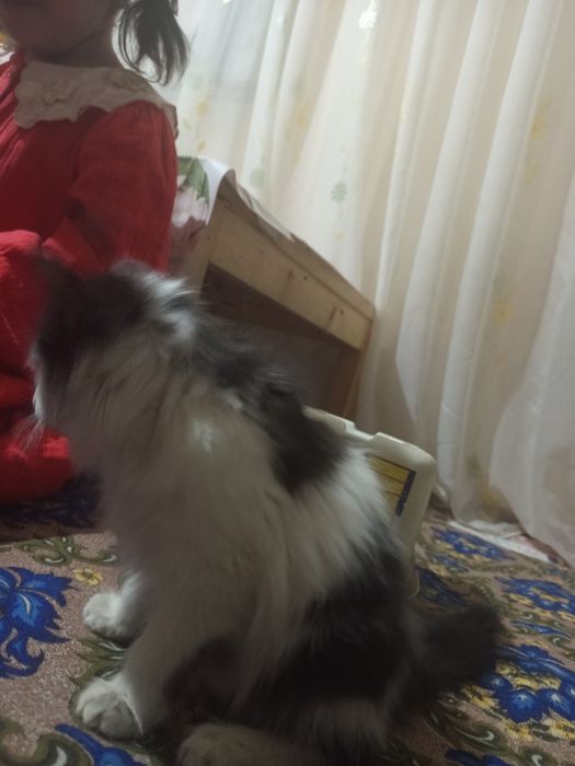 Мушукча хадия килинади