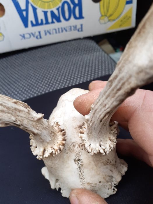 Еленови рога от сръндак счерепа