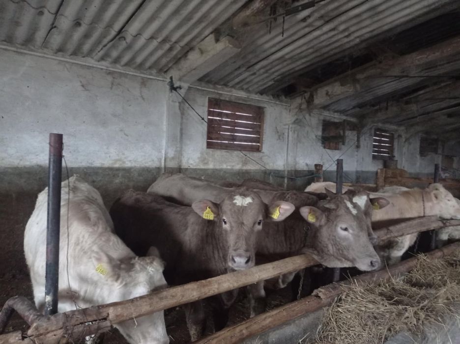 Vând vitei pentru mai multe detalii sunați la numărul de telefon !!