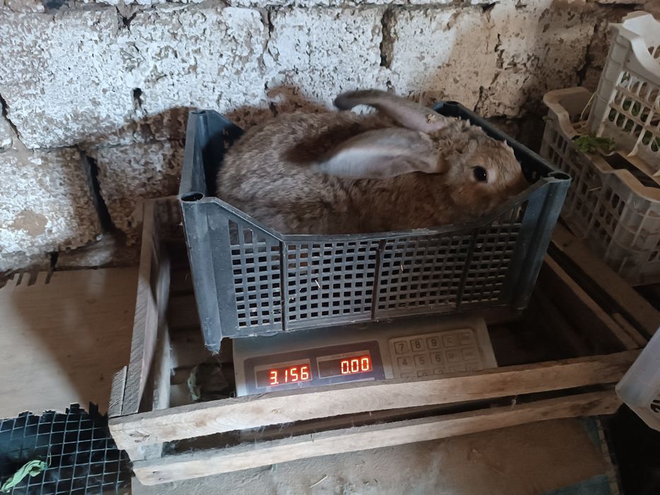 Quyonlar sotiladi velikan