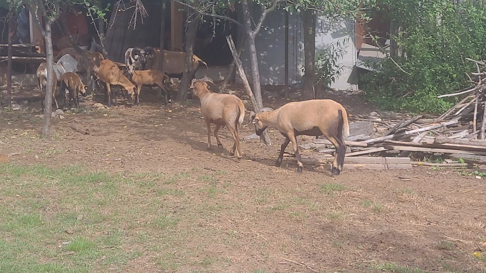 Oi camerun rasa carne