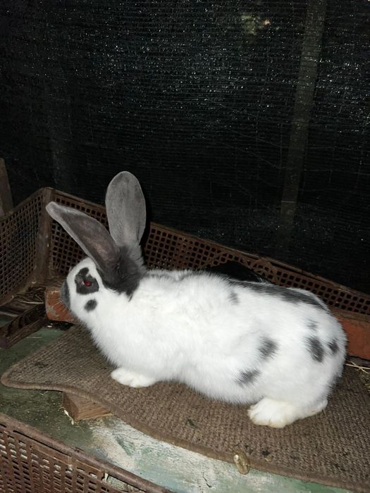 Femela fluture german pestriț albastru