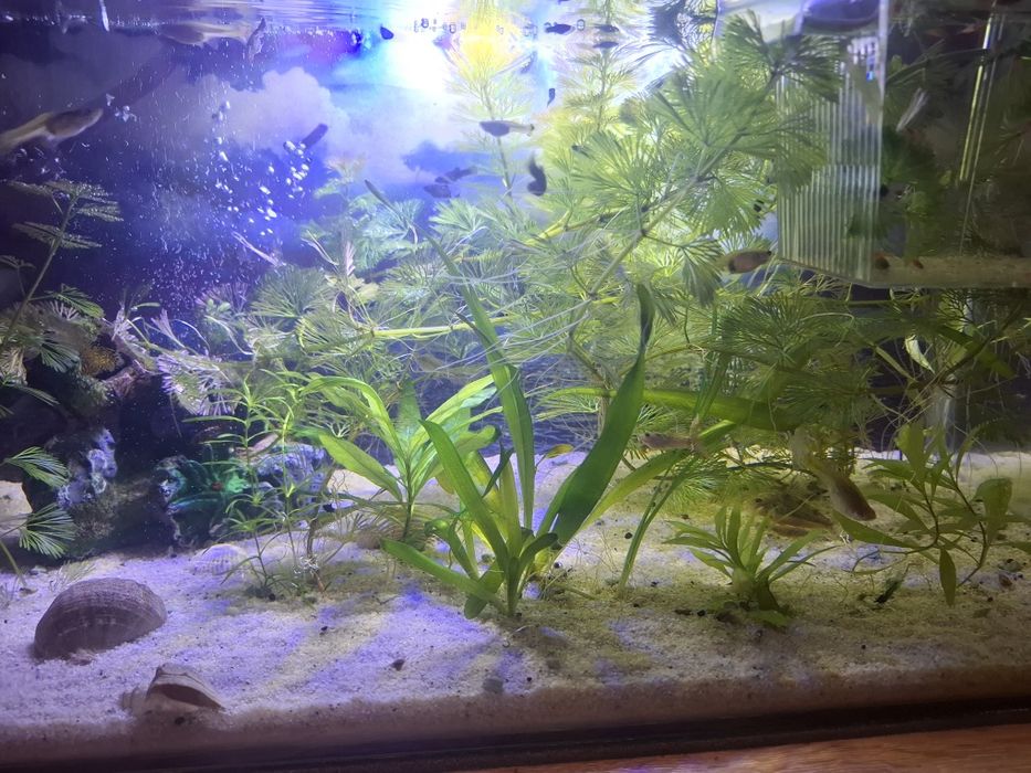 Vand sau schimb pesti Black molly lyra sau poecillia